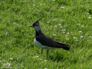 Lapwing – Czajka